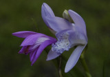 Bletilla striata 'Murasaki Shikibu' comparing colours with the normal (purple) form