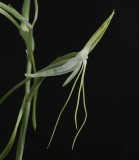 Habenaria macrandra.