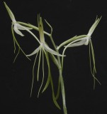 Habenaria macrandra. A species from western Africa