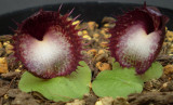 Corybas hispidus