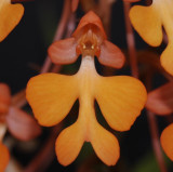 Habenaria rhodocheila type 2.