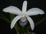 Cattleya perrinii coerulea. Blue variety of the Brazilian species