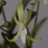 Neofinetia falcata Hisui Close up.