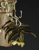 Thrixspermum japonicum. Plant