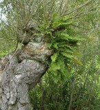 Polypodium vulgare. In a willow tree