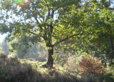 Quercus robur