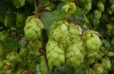 Humulus lupulus