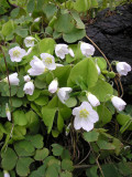 Oxalis acetosella.