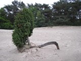 Juniperus communis