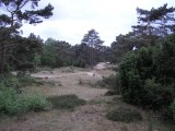Soester duinen heather and Juniperus landscape.