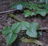 Arisaema ringens group.
