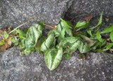 Asarum asaroides between rocks.