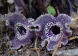 Asarum asaroides flowers.