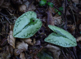 Asarum asaroides splendid foliage.