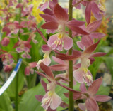Calanthe hybrid Shikoku garden 2.