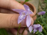 Bletilla striata Murasaki shikibu.