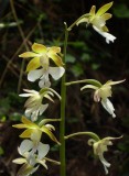 Calanthe discolor.