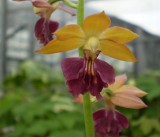 Calanthe hybrid at Shikoku garden 3.