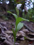 Cephalanthera erecta plant.