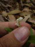 Cephalanthera erecta tiny.