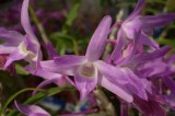 Den. moniliforme pink.