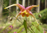 Epimedium omeiense.