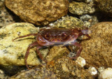 Freshwater crab.