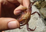 Freshwater crab in hand.