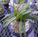 Neofinetia falcata 'Asahi-den'