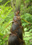 Moso. Young shoot. these are harvested, peeled and boiled.