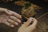 Squize the ends of  the long fibered moss threads between the mossball and the pot.