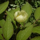 Paeonia japonica