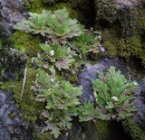 Selaginella.