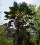 Trachycarpus wagnerianus.