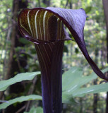 Arisaema serratum.