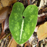 Asarum.