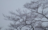 Beech trees still in bud.