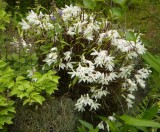 Dendrobium moniliforme in garden.