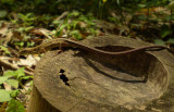 Takydromus tachydromoides on bamboo