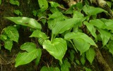 Hosta spec.