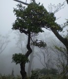 Illicium anisatum on mountain top.
