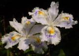 Iris japonicum.