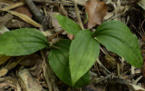 Liparis bituberculata (L. nervosa) close-up.