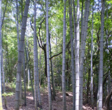 Moso. Giant edible bamboo