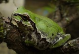 Obese treefrog. (Hyla japonica)