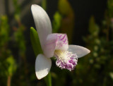 Pogonia japonica.