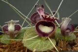 Corybas pictus