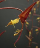 Gongora pleiochroma