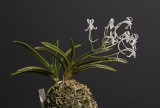 Neofinetia falcata Cyoseiden. variegated clone in different shades of green.