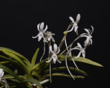Neofinetia falcata 'Fugaku' Flowers close-up.